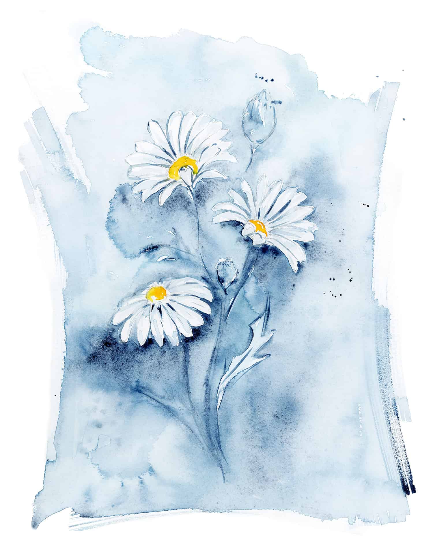 Daisies Art watercolor art
